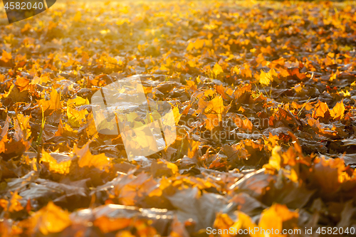 Image of fallen leaves of a maple