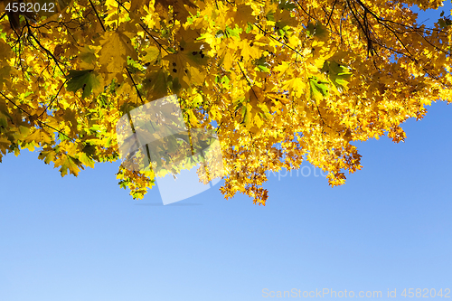 Image of autumn yellow park