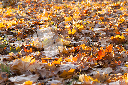 Image of fallen leaves of a maple