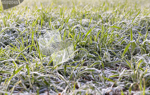 Image of young grass plants, close-up