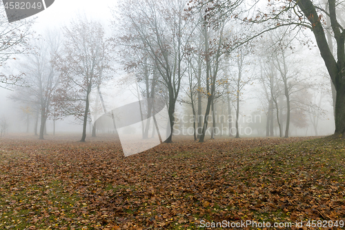Image of Fog in autumn season