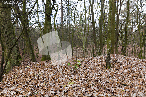 Image of trees in autumn forest