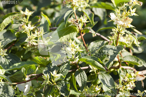 Image of jasmine flowers in a garden