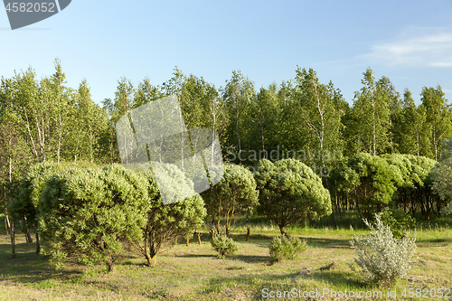 Image of Mown grass and trees