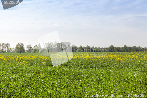 Image of Canola crops