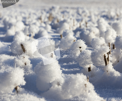 Image of Snow covered field