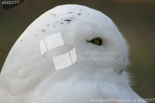 Image of snowy owl