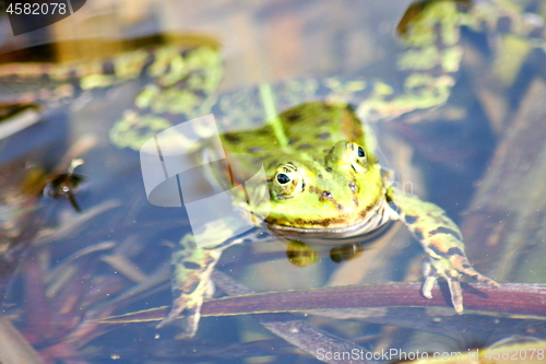 Image of water frog 