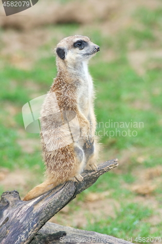 Image of Meerkat (Suricata suricatta) 
