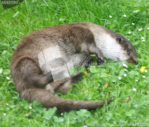 Image of Otter 