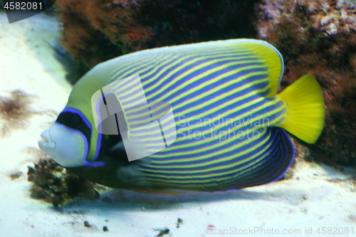 Image of emperor angelfish