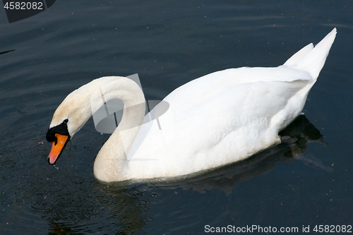 Image of Mute Swan (Cygnus olor)