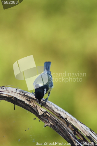 Image of great tit (Parus major)