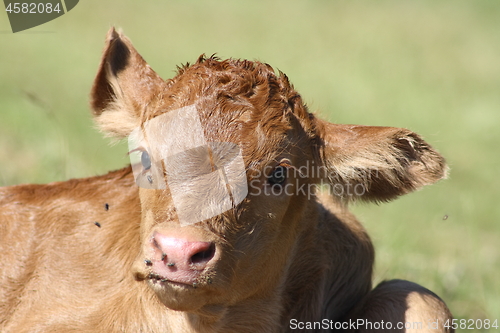 Image of brown calf 