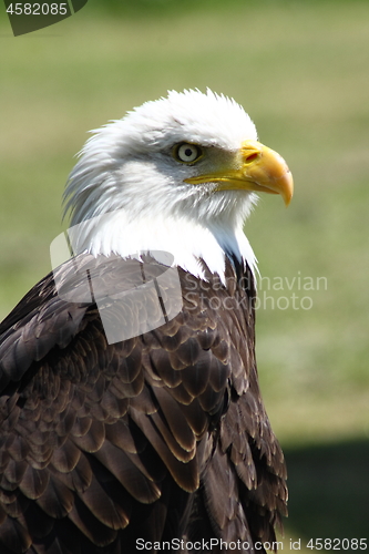 Image of bald eagle (Haliaeetus leucocephalus) 