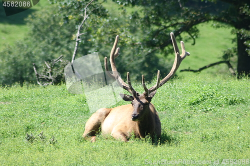 Image of bull elk (Cervus canadensis)