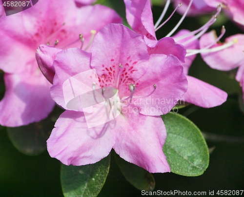 Image of rhododendron (Rhododendron) 