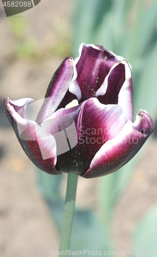 Image of  purple flowering tulip 