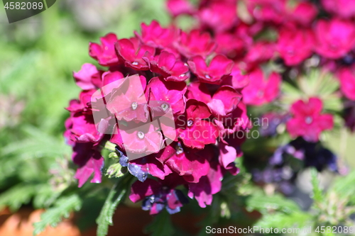 Image of Phlox (Phlox) 