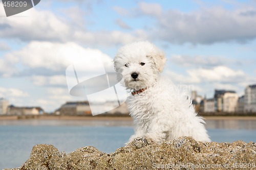 Image of Puppy on the rocks
