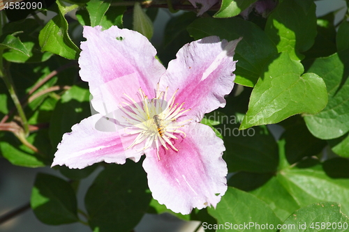 Image of clematis (Clematis) 