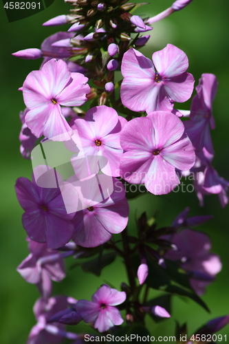 Image of Phlox (Phlox) 