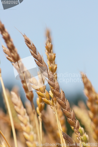 Image of Wheat ears 