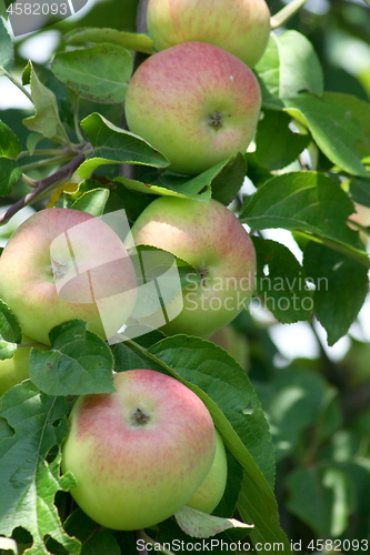 Image of apples