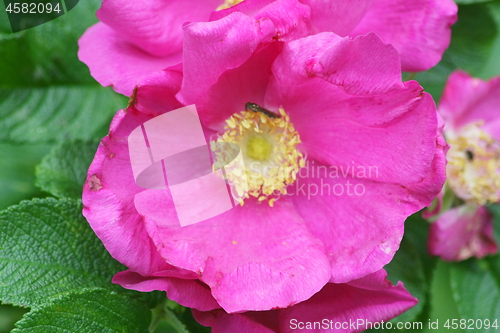 Image of pink flower