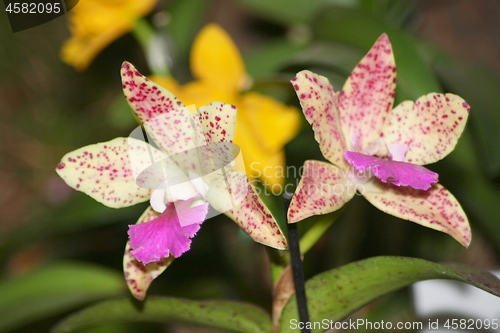 Image of orchids bloom 