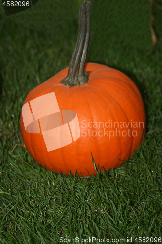 Image of pumpkin (Cucurbita) 
