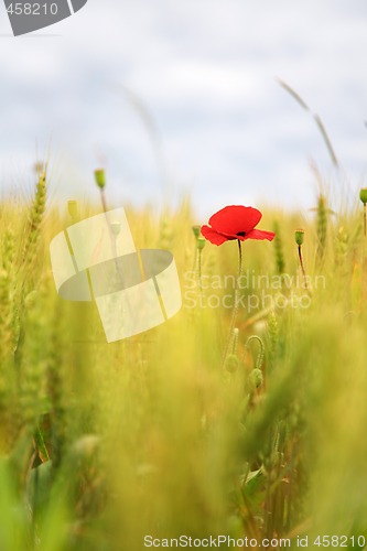 Image of Poppy in the wheatfield