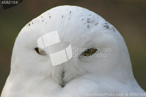 Image of snowy owl (Nyctea scandiaca) 