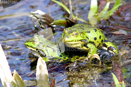 Image of two  water frogs 