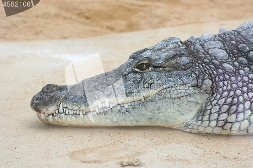 Image of crocodile 