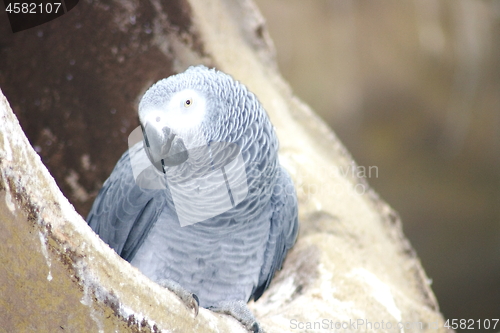 Image of gray parrot