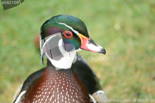 Image of  Wood Duck (Aix sponsa) 