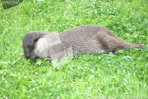 Image of  otter 