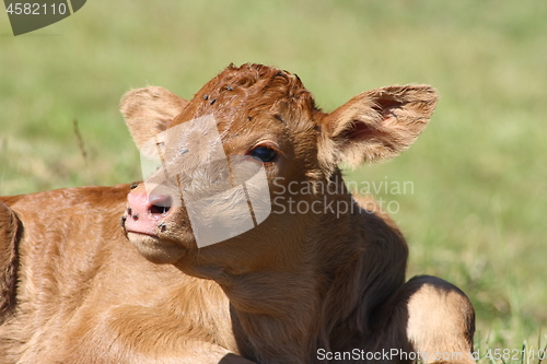 Image of  brown calf 