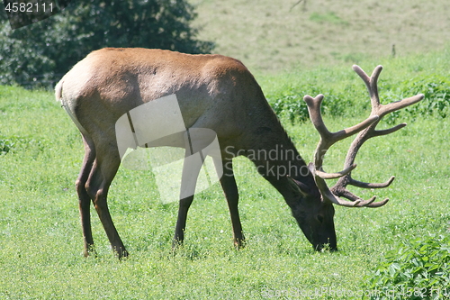 Image of bull elk (Cervus canadensis) 