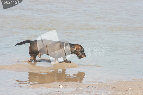 Image of dachshund