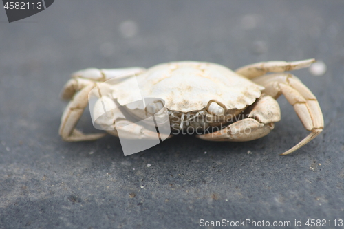 Image of  beach crab (Carcinus maenas)