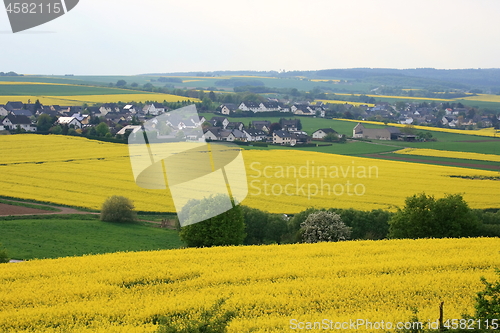 Image of  canola field