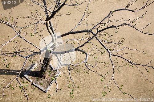 Image of Rebirth of a tree