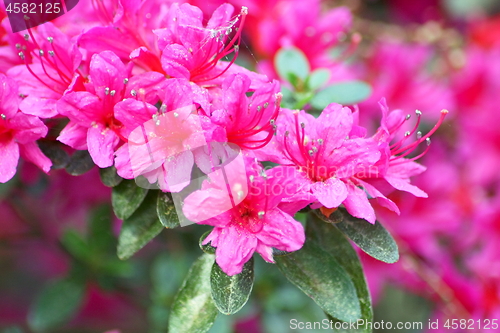 Image of rhododendron (Rhododendron) 