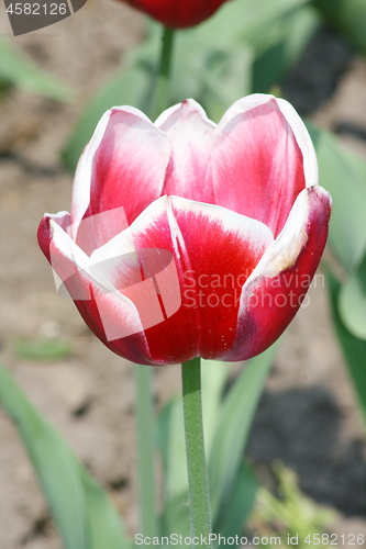 Image of tulip 