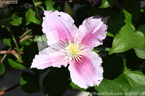 Image of clematis (Clematis) 