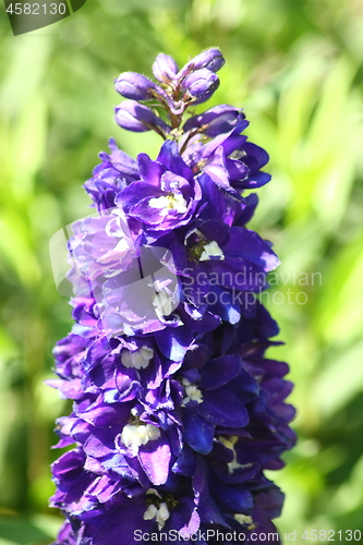 Image of blue-flowered larkspur (Delphinium) 