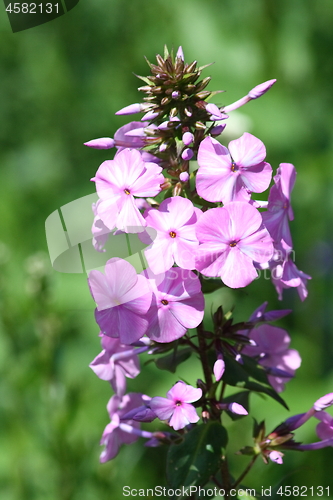 Image of Phlox (Phlox) 