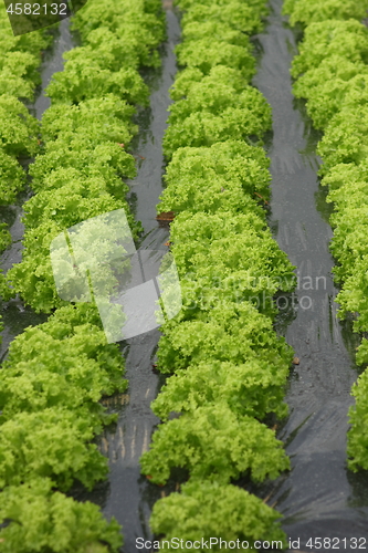 Image of Lollo bionda Lollo or green (Lactuca sativa var crispa)